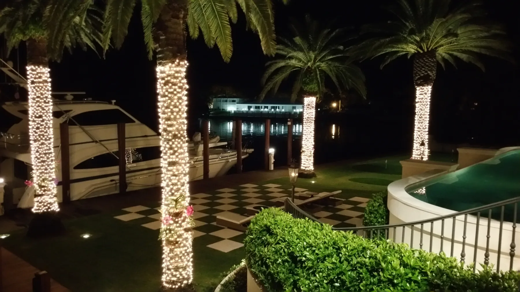 Palm trees illuminated with white holiday string lights